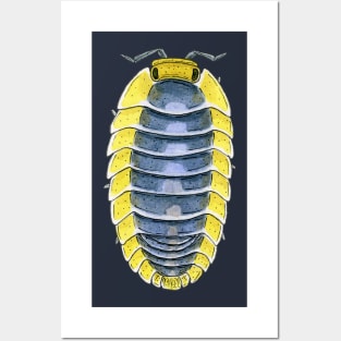 Cubaris sp. "Lemon Blue" Isopod Posters and Art